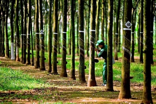 Hái "quả ngọt" từ Campuchia: Doanh nghiệp ngành cao su lãi đột biến tăng 60%