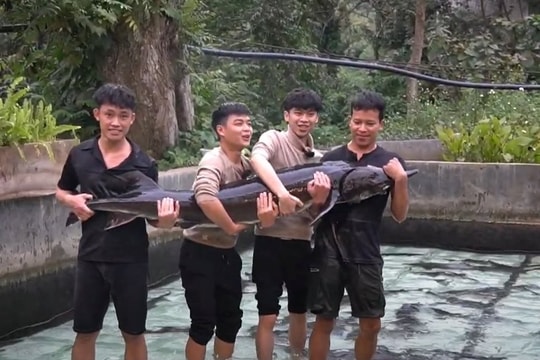 Cụ Cá Tầm 15 năm tuổi nặng 50 kg ở Lai Châu, được lên sàn đấu giá để huy động vốn: Ai nuôi?
