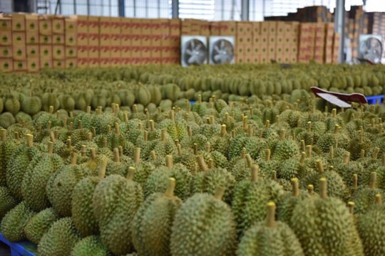 Đối thủ sầu riêng của Việt Nam, Thái Lan tăng tốc tại thị trường châu Âu, Mỹ: xuất khẩu gấp 3 lần, Trung Quốc vẫn là 'mỏ vàng' lớn nhất Đối thủ sầu riêng của Việt Nam, Thái Lan tăng tốc tại thị trường châu Âu, Mỹ: xuất khẩu gấp 3 lần, Trung Quốc vẫn là 'mỏ vàng' lớn nhất