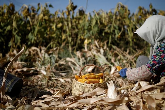 Sau đất hiếm, Trung Quốc siết xuất khẩu mặt hàng góp phần nuôi sống thế giới, làm rung chuyển thị trường lương thực toàn cầu 