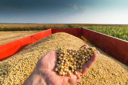 Nông dân Mỹ lặn lội sang Trung Quốc để bán đậu nành: Chúng tôi không muốn thương chiến, chúng tôi chỉ muốn làm ăn mà thôi