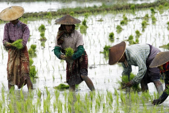 Buồn của các quốc gia xuất khẩu gạo châu Á: Ông trùm nhập khẩu lớn thứ 3 thế giới sắp dư thừa đến 4 triệu tấn gạo, nối gót Philippines tiếp tục ngừng nhập khẩu