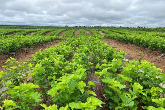 Cận cảnh bầu Đức nuôi tằm ươm tơ: Nương dâu 2.000 ha trên cao nguyên Bolaven và công thức 70 USD ‘ngon hơn tất cả các loại cây’