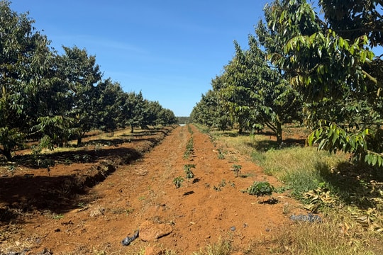 Xuất khẩu sầu riêng Việt từng sụt 69,4% vì rào cản Cadimi, Bầu Đức lộ 'át chủ bài': 1.600 ha ở Lào và kho lạnh 20.000 m² làm sầu riêng cấp đông chờ bán trái vụ giá cao hơn 50%