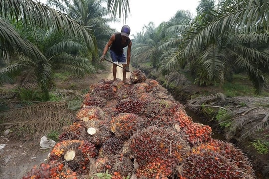 Thị trường ngày 17/11: Dầu hạ nhiệt, dầu cọ đối mặt rủi ro, Tesla siết linh kiện Trung Quốc