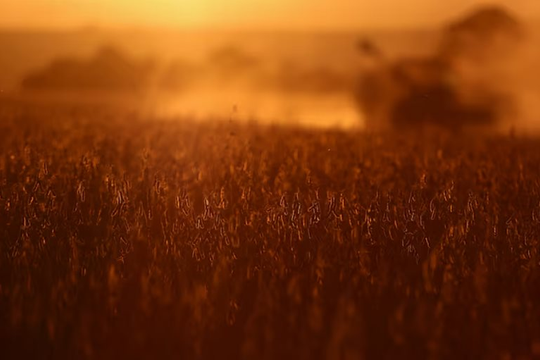 2 tháng liền Trung Quốc ﻿không mua dù chỉ 1 hạt mặt hàng then chốt của Mỹ, nông dân trông chờ gì vào tương lai?