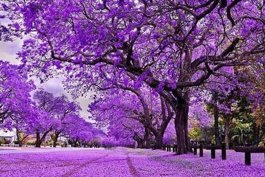 Sóng gió bủa vây thị trường, một cổ phiếu bất ngờ ngược dòng “tím lịm” chục phiên, giá x2 chỉ sau 2 tháng