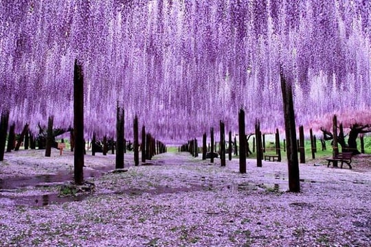 Một doanh nghiệp báo lãi gấp 15 lần cùng kỳ, cổ phiếu tăng 9 phiên trần, giá lên 150% sau 2 tháng