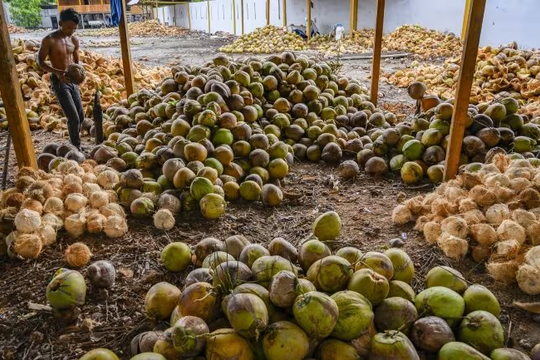 Mỹ miễn thuế với một loại sản vật tỷ đô, nông dân Philippines vẫn gặp khó vì giá rẻ, Việt Nam cũng đang chứng kiến giá lao dốc
