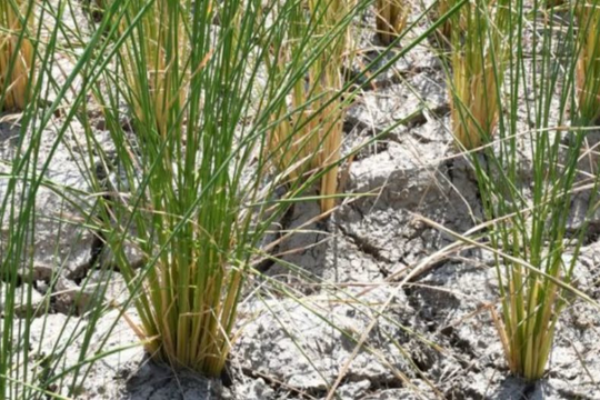 Một quốc gia Đông Nam Á thông báo vừa đón tin vui từ xuất khẩu gạo: Đã xuất khẩu sang 72 thị trường, sắp trở thành đối thủ của Việt Nam, Thái Lan tại Philippines