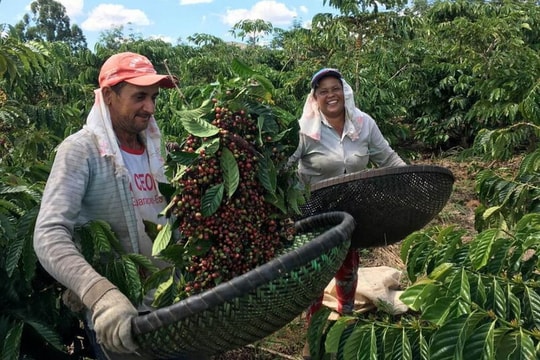 Thị trường ngày 7/12: Robusta Brazil tăng chất lượng, giá biến động; vàng và dầu hồi phục trong bối cảnh bất ổn vĩ mô