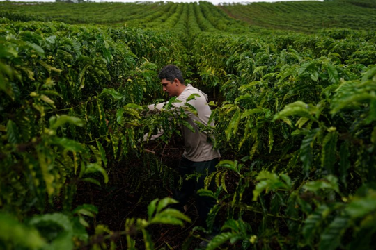 Cà phê robusta trỗi dậy: Một quốc gia BRICS đặt mục tiêu tăng sản lượng gấp 150 lần, Việt Nam đang dẫn đầu thế giới