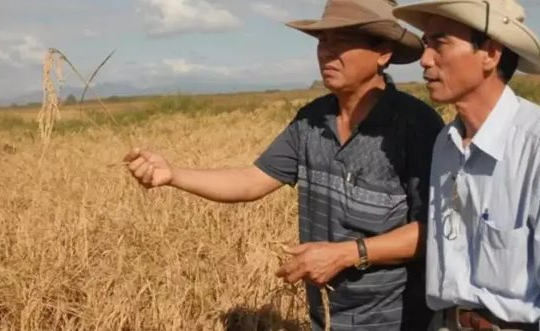 Sau Việt Nam, thêm một quốc gia muốn sản xuất gạo tại Cuba: Đặt mục tiêu canh tác 10.000 ha, cung cấp toàn bộ vật tư đầu vào, kỹ thuật