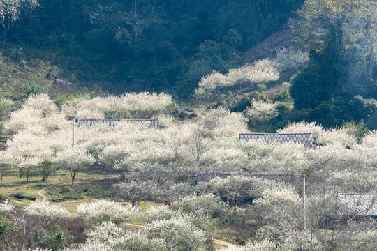 Việt Nam có 1 nơi được Giải thưởng Du lịch Thế giới gọi tên tới 3 lần: Đang mùa hoa mận phủ trắng đồi, “viên ngọc quý” giữa lòng Tây Bắc