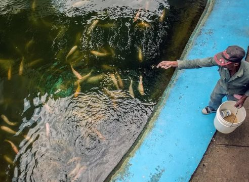 Trước khi mang giống lúa gây sốt sang Cuba, hóa ra Việt Nam đã mang công nghệ nuôi cá ‘đổi đời’ sang đây từ 14 năm trước, thu kết quả ấn tượng chỉ trong 3-4 tháng