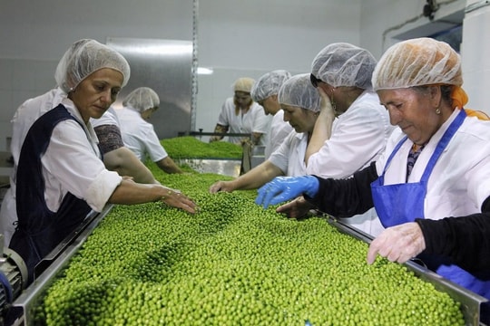 Đổ xô trồng 'hạt ngọc xanh', nông dân Nga bị 'hớ', thừa tận 700.000 tấn do Trung Quốc giảm mua, sắp phải chuyển sang trồng cây khác có lãi hơn