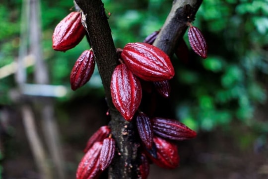 Dư cung đè nặng giá dầu, ca cao lập đỉnh 5 tuần, lúa mì châu Âu chịu sức ép, nông sản phân hóa mạnh