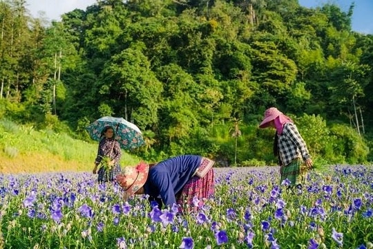 Trồng cỏ cây, một doanh nghiệp tìm ra "long mạch" chinh phục thành công thị trường hơn 10 tỷ USD ở Việt Nam