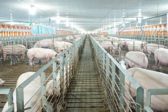 Giá heo bật tăng 36% lên 65.000 đồng/kg do cung suy giảm, “đại gia” chăn nuôi công nghệ cao hưởng lợi 