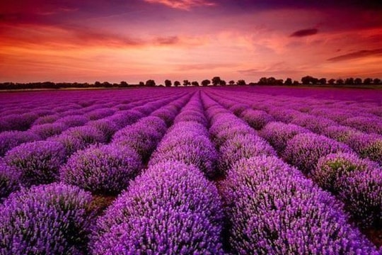 Một mã cổ phiếu bốc đầu kịch trần liên tiếp sau thông tin "ông lớn" âm nhạc rót vốn