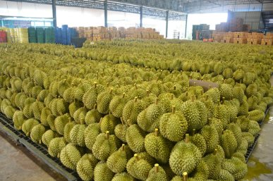 Không phải Thái Lan hay Việt Nam, một quốc gia Đông Nam Á đón tin buồn với sầu riêng: Xuất khẩu giảm 7 lần do thời tiết, thị phần tại Trung Quốc dưới 1%