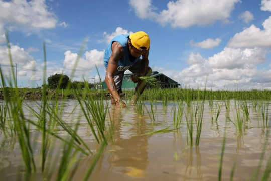 Việt Nam, Thái Lan chú ý: Philippines có động thái mới với nhập khẩu gạo từ 1/1/2026