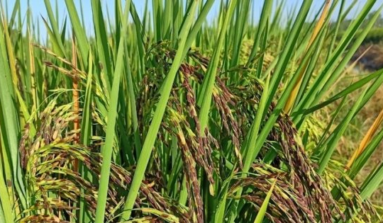 Sau Cuba, Việt Nam tiếp tục đem nhiều loại gạo gây sốt sang trồng tại Nam Mỹ, vừa chuyển giao cả giống lúa lẫn kỹ thuật canh tác