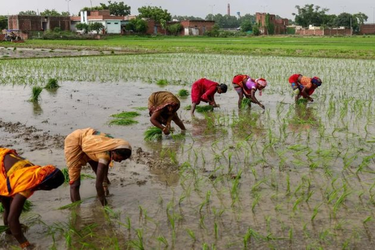 Tin buồn cho gạo Việt Nam, Thái Lan: Vựa lúa lớn nhất thế giới tồn kho tăng gấp 8 lần mục tiêu, sắp bơm lượng lớn ra thị trường 