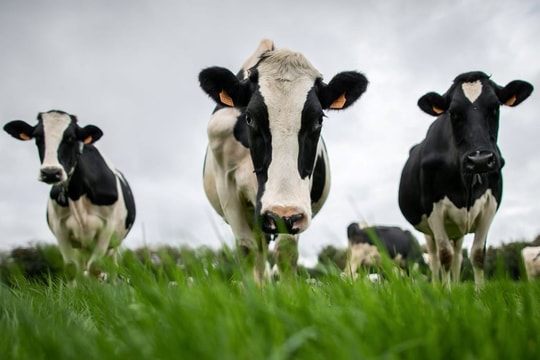 Trung Quốc ‘trả đũa’