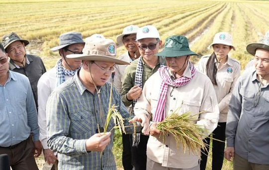 Không phải ST25, một giống lúa nhận danh hiệu ngon nhất thế giới 7 lần liên tiếp, chủ sở hữu là láng giềng của Việt Nam