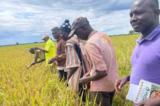 Sau giống lúa gây sốt của Việt Nam tại Cuba, một giống lúa của Trung Quốc cũng đang làm mưa làm gió tại châu Phi: Được mệnh danh ‘siêu lúa xanh’, năng suất vượt trội