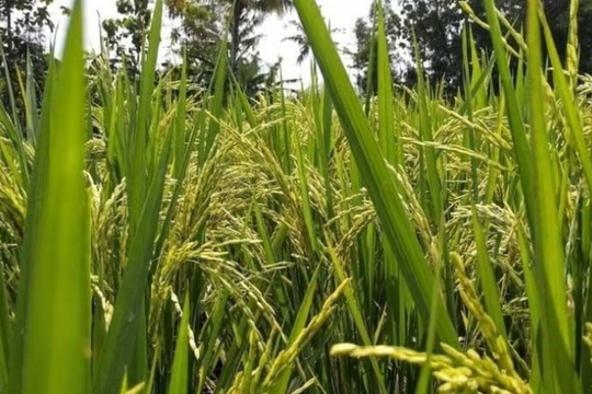 Nhận tin tình báo, cơ quan chức năng thu giữ một lô hàng 3,2 tấn gạo nhập lậu được giấu tinh vi trong các bao xi măng