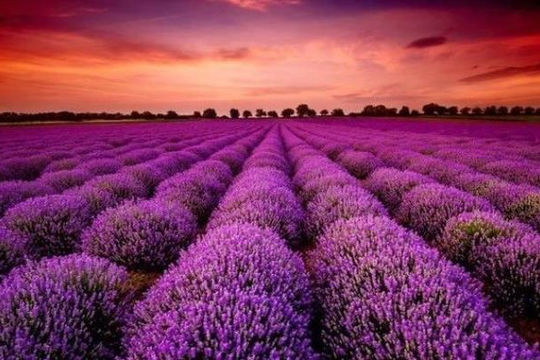 Doanh nghiệp BĐS đầu tiên công bố lợi nhuận 2025 tăng hơn 100%, cổ phiếu lập tức "tím lịm"