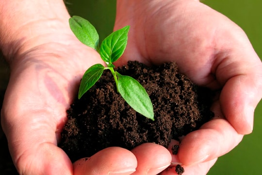 CTCK điểm tên doanh nghiệp phân bón tiềm năng 2026, kỳ vọng tăng trưởng 2 chữ số