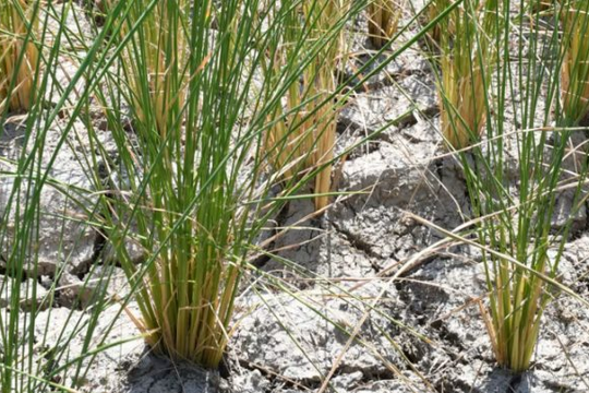 Buồn của vựa lúa lớn thứ 4 thế giới: Gạo Ấn Độ gây áp lực khiến xuất khẩu giảm một nửa, mất ưu đãi thuế 1%