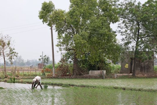 Vượt Trung Quốc trở thành quốc gia sản xuất gạo lớn nhất thế giới nhưng Ấn Độ lại nhận tin không vui