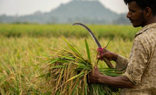 Không phải Việt Nam hay Thái Lan, quốc gia nào đang tiêu thụ gạo nhiều nhất thế giới?