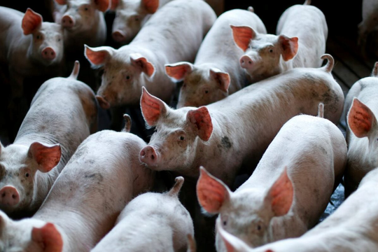 Buồn của nền kinh tế lớn nhất châu Á: Ồ ạt xây chung cư lợn nhưng dư cung khiến doanh nghiệp thua lỗ, giá thịt giảm sốc chỉ còn 1/3 