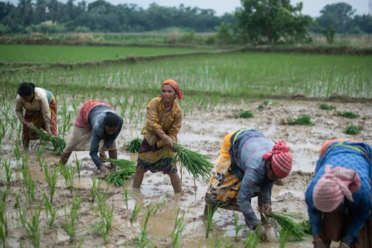 Khách hàng lớn nhất của gạo Việt sắp nhập khẩu trở lại