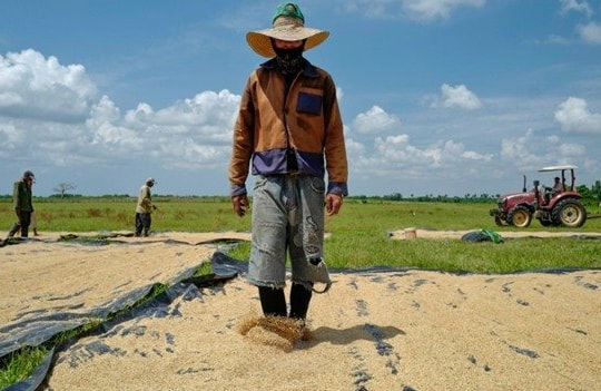 Giống lúa Việt Nam 'gây sốt' khi được trồng tại Cuba, nông dân thu hoạch xong phải ngỡ ngàng