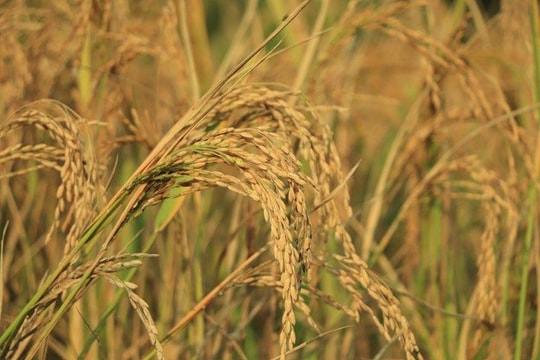 Phát minh của Trung Quốc làm rung chuyển ngành nông nghiệp: tạo siêu giống lúa lai, năng suất gấp 4 lần giống thường nhưng chi phí thấp