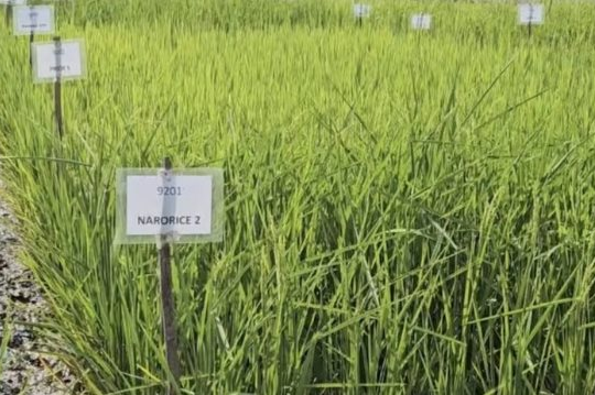 Phát minh chưa từng có của Ấn Độ làm rung chuyển ngành lương thực: Tạo ra giống lúa chỉnh sửa gen tăng 30% năng suất, sản lượng tăng thêm 4,5 triệu tấn lúa