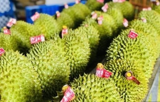 Buồn của sầu riêng Thái Lan, Việt Nam: Thêm một đối thủ chính thức mang hàng đông lạnh sang Trung Quốc