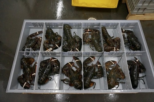 Phát hiện 3 vali chứa 90.000 con tôm hùm xanh trị giá 6,7 tỷ đồng ở sân bay Đà Nẵng, công an triển khai các biện pháp nghiệp vụ vào cuộc