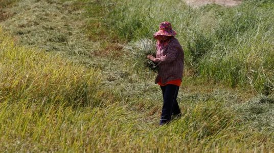 Vừa vượt mặt Trung Quốc, xuất khẩu gạo của Ấn Độ đón cú sốc mới từ một quốc gia châu Á