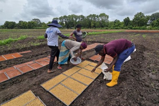 Không phải Thái Lan hay Việt Nam, giống lúa từ một quốc gia châu Á đang gây sốt tại châu Phi: Năng suất cao gấp 1,7 lần, chu kỳ sinh trưởng ngắn