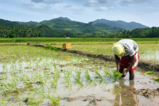 Việt Nam đón tin vui từ nhà nhập khẩu gạo lớn nhất thế giới