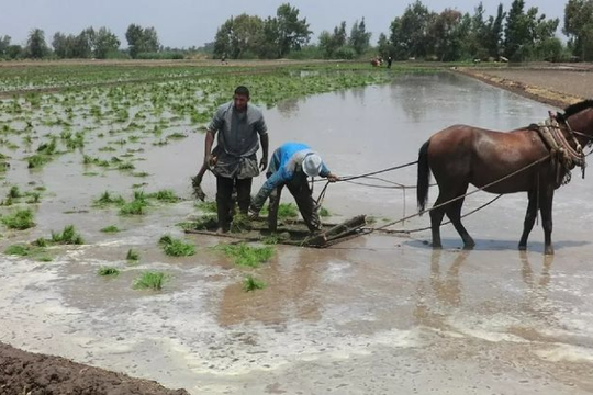 Mỹ áp thuế mới với Iran, gạo một quốc gia châu Á đón sóng gió, chính phủ lập tức trấn an ‘vẫn trong tầm kiểm soát’