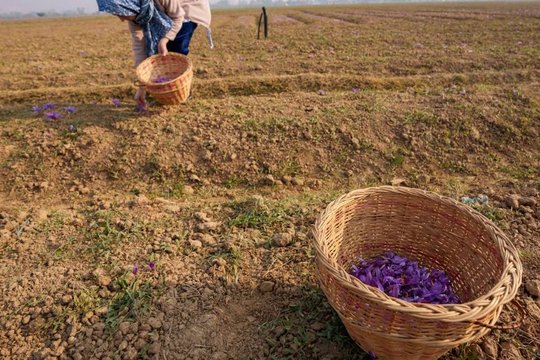 Gia vị đắt nhất thế giới bất ngờ gặp 'bão táp': Sản lượng thấp kỉ lục, là hoa quý chỉ nở 36 tiếng mỗi năm