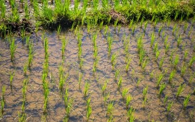 Sau Ấn Độ, Thái Lan, Việt Nam đón thêm đối thủ gạo mới: Xuất khẩu vừa tăng hơn 50%, từ Á đến Âu đang đua nhau mua hàng